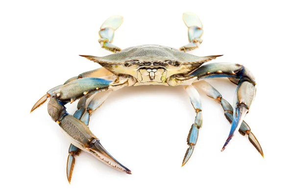 Blauwe krab — Stockfoto