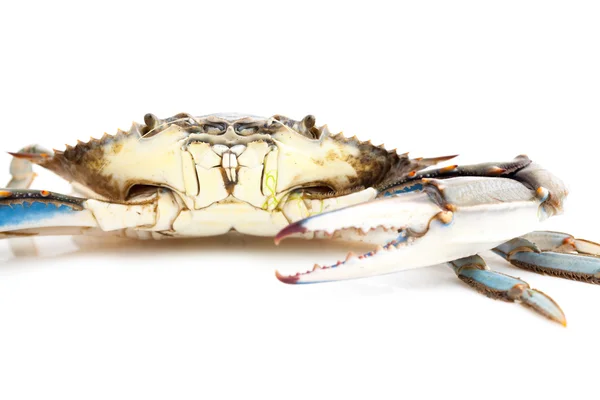 Crabe bleu — Photo