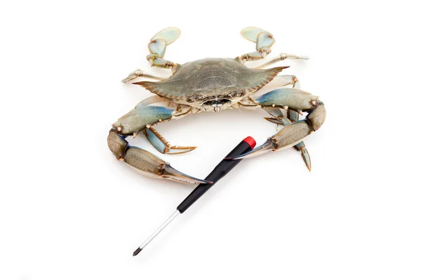 Blå krabba innehar en skruvmejsel — Stockfoto