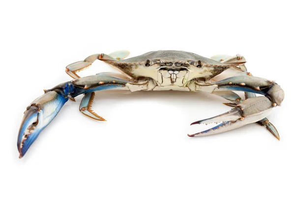 Blauwe krab — Stockfoto