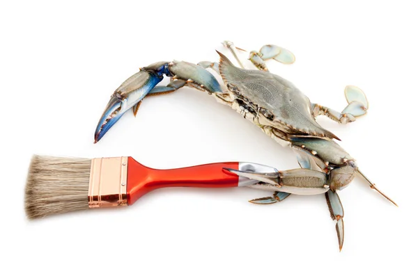 Blue crab holding a paintbrush — Stock Photo, Image