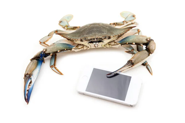 Blue crab holding a mobile phone — Stock Photo, Image