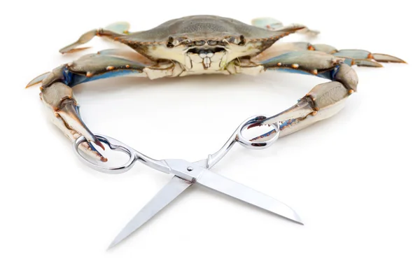 Blue crab holding a scissors — Stock Photo, Image