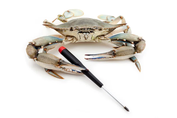 Blue crab holding a screwdriver — Stock Photo, Image