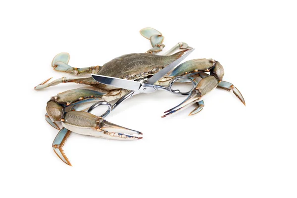 Blue crab holding a scissors — Stock Photo, Image