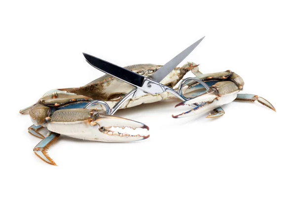 Blue crab holding a scissors — Stock Photo, Image