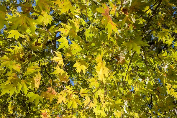 平面树的叶子 — 图库照片