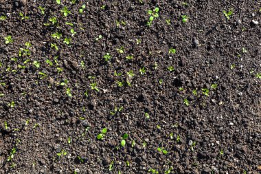 martini de caféyeni bitkiler toprak