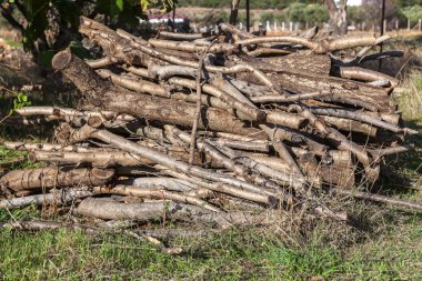 Orman karşı kuru odun yığını