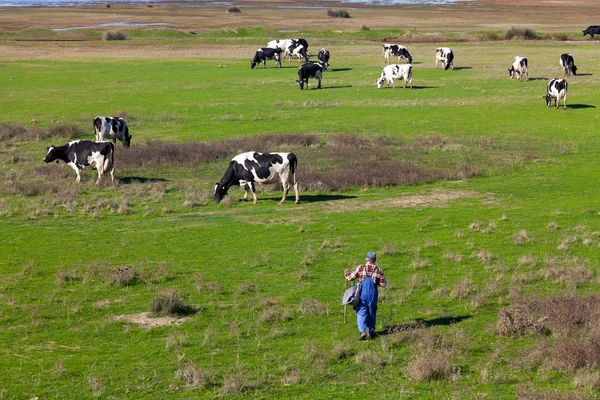 Traditionele landbouw - een kudde van koeien met een herder — Stockfoto