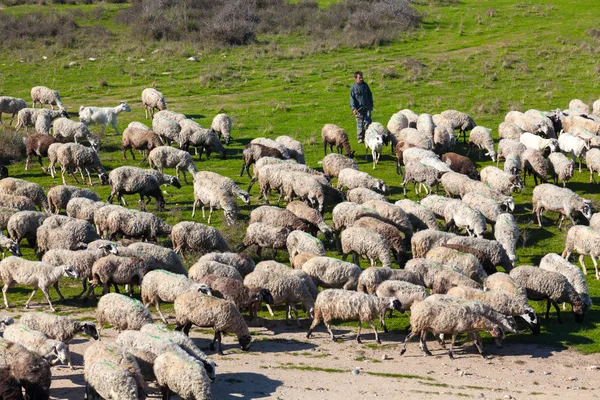 Traditional farming - Shepherd with his sheep herd — Stock Photo, Image