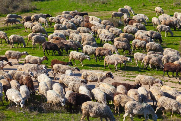 Troupeau de moutons sur une belle prairie de montagne . — Photo