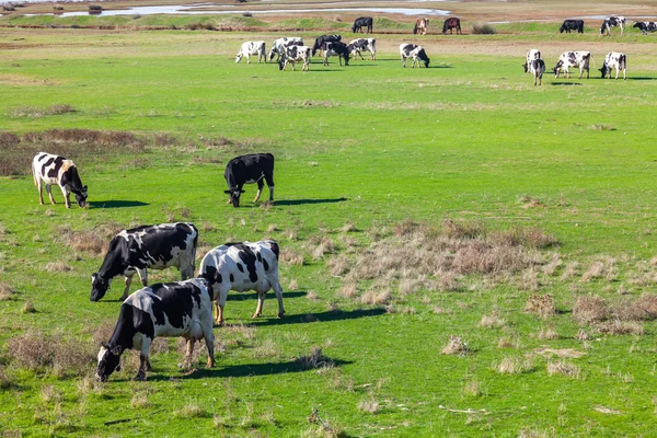 Vacas — Fotografia de Stock