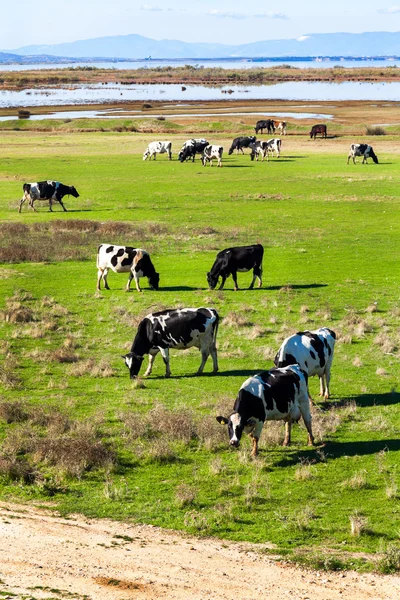 Vacas — Foto de Stock