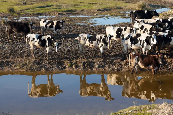 Krowy pasące się na zielonej łące — Zdjęcie stockowe