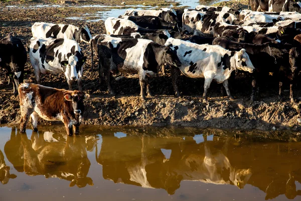 Vacas pastando en prado verde —  Fotos de Stock