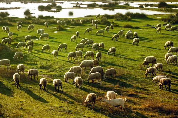 Rebanho de ovinos pastando na Grécia — Fotografia de Stock