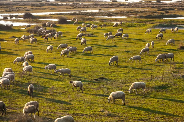 Rebanho de ovinos pastando na Grécia — Fotografia de Stock