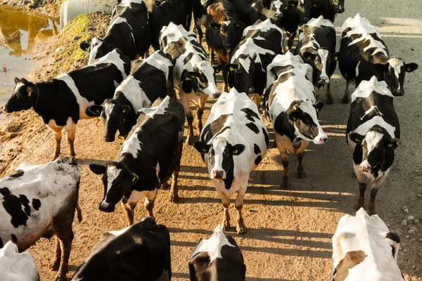 Krowy pasące się na zielonej łące — Zdjęcie stockowe
