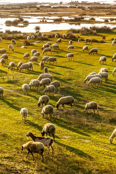 Stado wypasu owiec w Grecji — Zdjęcie stockowe