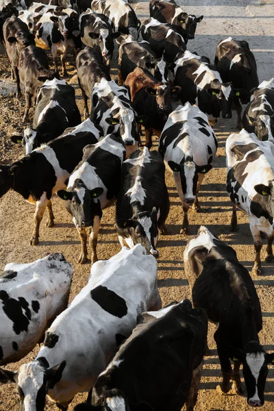 Vacas pastando en prado verde —  Fotos de Stock