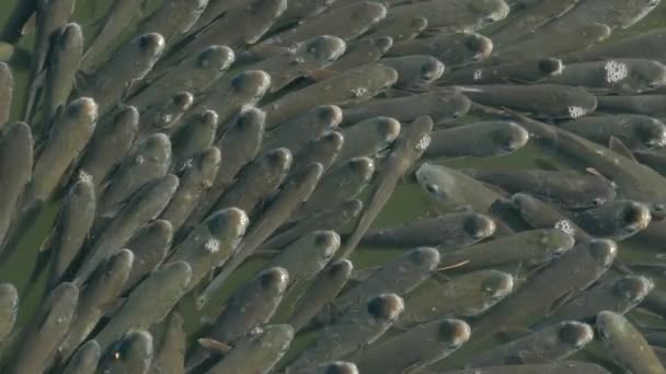 Herd Flathead Grey Mullet Swam Surface Water North Sea Greece — Stock Video