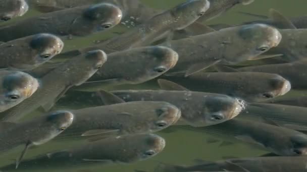 在希腊北海 成群的浅绿色的骡子游到水面上 — 图库视频影像