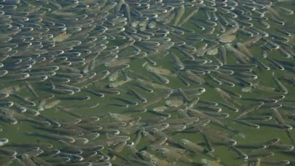 Herd Flathead Grey Mullet Swam Surface Water North Sea Greece — Stock Video