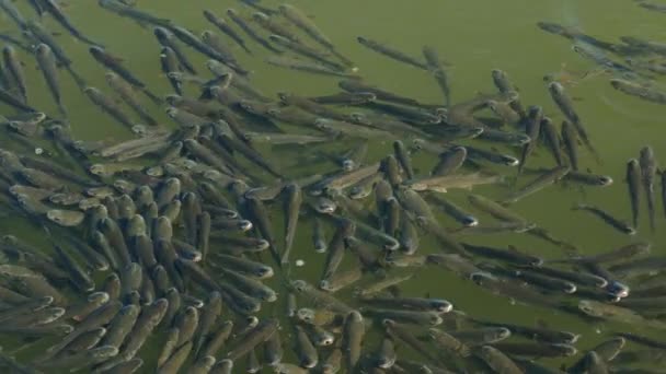 在希腊北海 成群的浅绿色的骡子游到水面上 — 图库视频影像