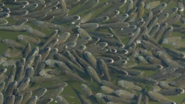 ギリシャの北の海の水の表面にフラットヘッドグレーのボラの水泳の群れ — ストック動画