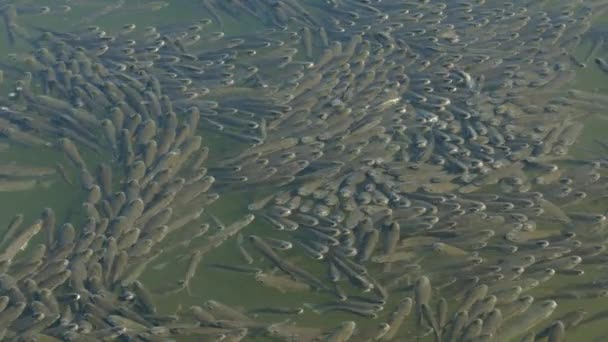 Herd Flathead Grey Mullet Swam Surface Water North Sea Greece — Stock Video