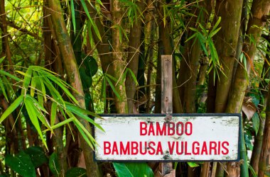 Bambu ağaçları