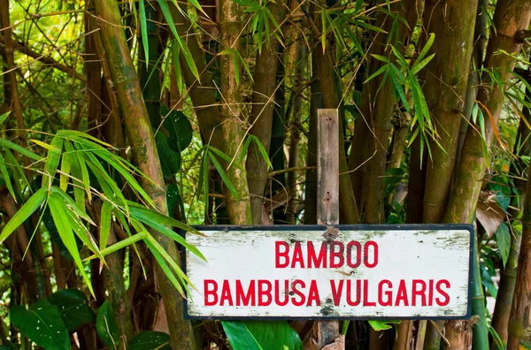 Bamboe bomen — Stockfoto