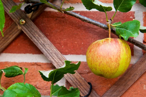 Biologiczne jabłko — Zdjęcie stockowe