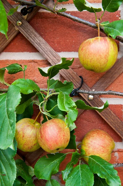 Биологические яблоки — стоковое фото