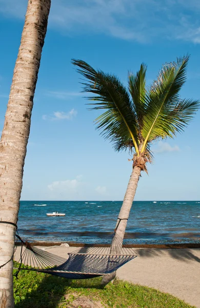 Hangmat op palmbomen — Stockfoto