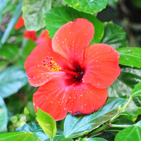 Hibisco — Fotografia de Stock