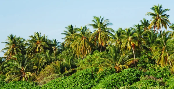 Palmeras — Foto de Stock