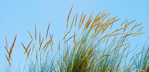 Reed grass — Stock Photo, Image