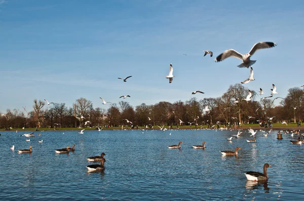 Kaczki i mewy w kensington gardens — Zdjęcie stockowe