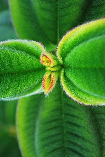 Liguster japonicum — Stockfoto