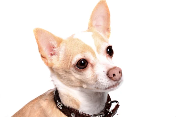 Čivava pes portrét — Stock fotografie