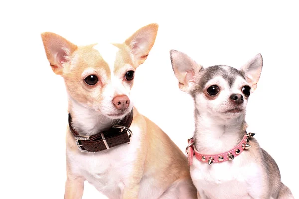 Chihuahua köpek portre — Stok fotoğraf