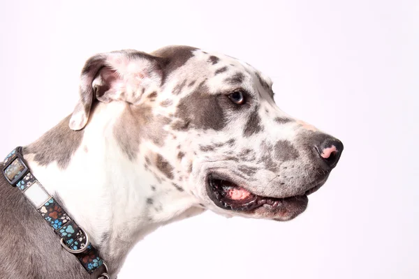 Merle Great Dane — Stock Photo, Image