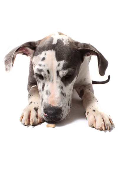 Merle Great Dane — Stockfoto