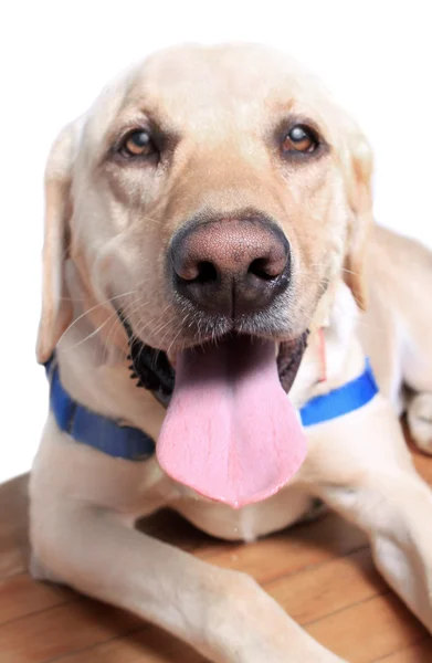 Gele labrador retriever — Stok fotoğraf