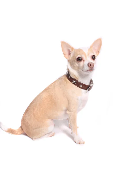 Retrato de perro Chihuahua — Foto de Stock