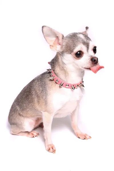 Chihuahua hund porträtt — Stockfoto