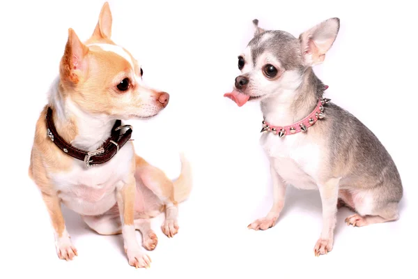 Chihuahua köpek portre — Stok fotoğraf