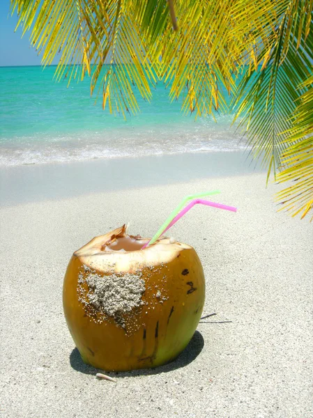 Plage des Caraïbes noix de coco et palmier — Photo